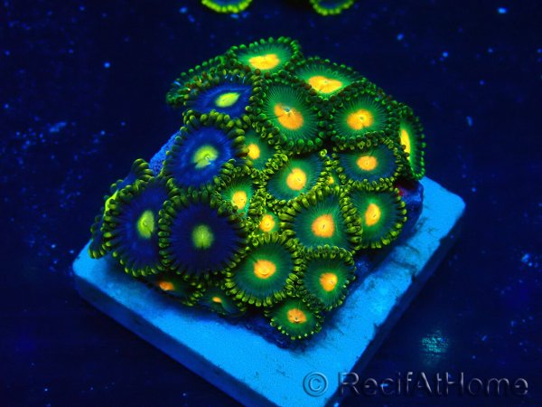 WYSIWYG - ZoanthusMarikultur Indo Eingewöhnt unter LED