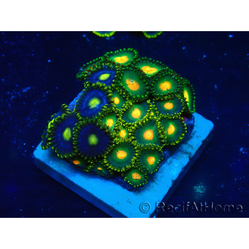 WYSIWYG - ZoanthusMariculture Indo Acclimaté sous led