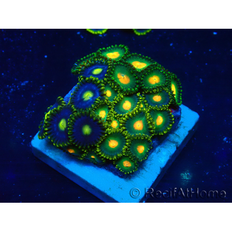 WYSIWYG - ZoanthusMaricultura Indo Aclimatado bajo led