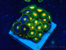 WYSIWYG - Zoanthus 14Q2 Mariculture Indo Acclimaté sous led