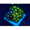 WYSIWYG - Zoanthus 14Q2 Mariculture Indo Acclimaté sous led