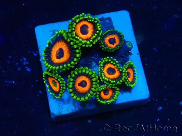 WYSIWYG - ZoanthusMariculture Indo Acclimated under LED