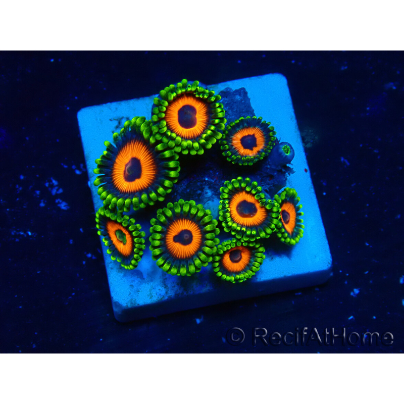 WYSIWYG - ZoanthusMariculture Indo Acclimated under LED