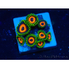 WYSIWYG - ZoanthusMaricoltura Indo Acclimatato sotto led