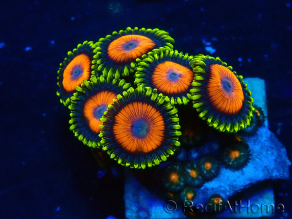 WYSIWYG - ZoanthusMariculture Indo Acclimated under LED