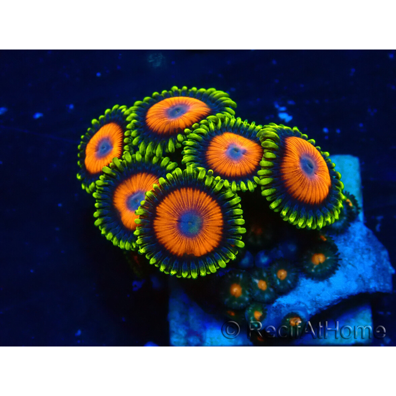 WYSIWYG - ZoanthusMaricultura Indo Aclimatado bajo LED