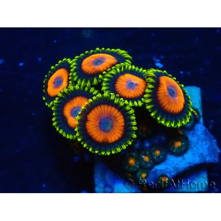 WYSIWYG - ZoanthusMariculture Indo Acclimated under LED
