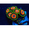 WYSIWYG - ZoanthusMariculture Indo Acclimated under LED