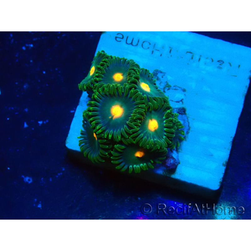 WYSIWYG - Zoanthus 14Q5 Mariculture Indo Acclimaté sous led
