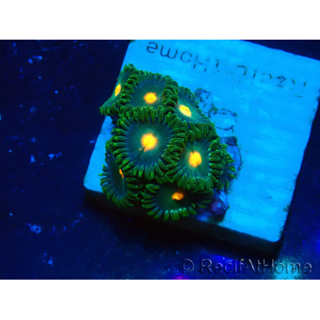 WYSIWYG - ZoanthusMaricultura Indo Aclimatado bajo led