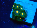 WYSIWYG - ZoanthusMaricoltura Indo Acclimatato sotto led