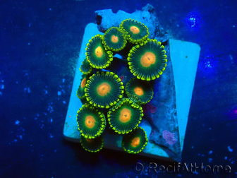 WYSIWYG - Zoanthus Mariculture Indo Acclimaté sous led
