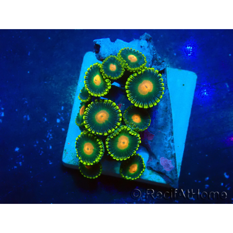 WYSIWYG - Zoanthus Mariculture Indo Acclimated under LED