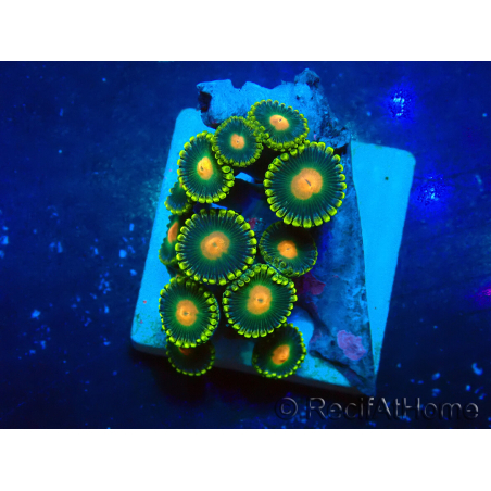 WYSIWYG - ZoanthusMaricoltura Indo Acclimatato sotto led