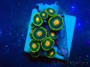 WYSIWYG - Zoanthus 14Q6 Mariculture Indo Acclimaté sous led