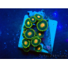 WYSIWYG - ZoanthusMarikultur Indo Akklimatisiert unter LED