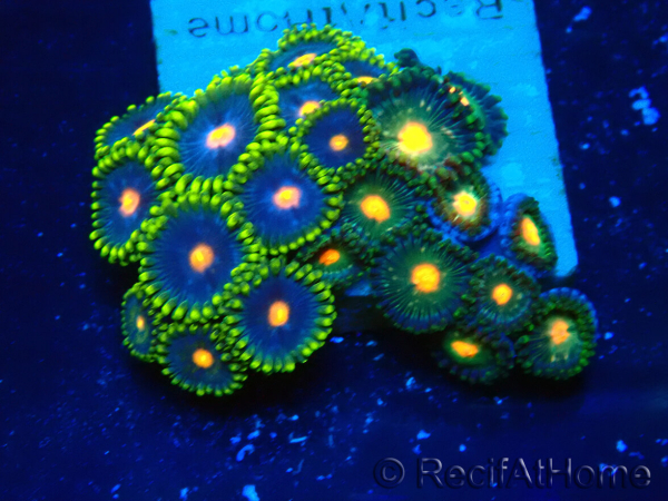 WYSIWYG - Zoanthus 14R1 Mariculture Indo Acclimaté sous led