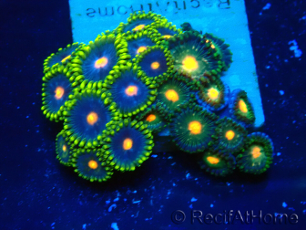 WYSIWYG - ZoanthusIndo Mariculture Acclimated under LED lighting