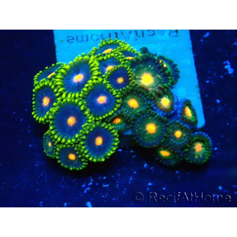WYSIWYG - ZoanthusIndo Mariculture Acclimated under LED lighting