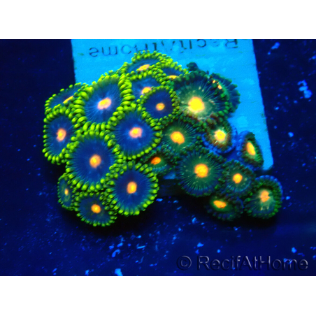 WYSIWYG - ZoanthusMariculture Indo Acclimaté sous led