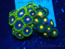 WYSIWYG - Zoanthus 14R1 Mariculture Indo Acclimaté sous led
