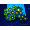 WYSIWYG - ZoanthusMarikultur Indo Akklimatisiert unter LED
