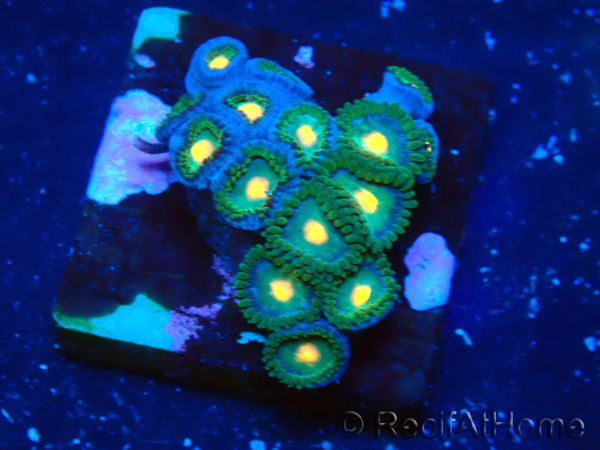 WYSIWYG - Zoanthus 14R2 Mariculture Indo Acclimaté sous led