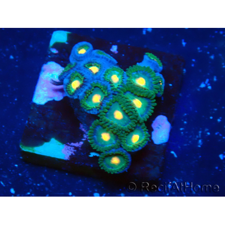WYSIWYG - ZoanthusMaricoltura Indo Acclimatato sotto led