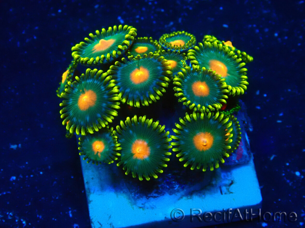 WYSIWYG - ZoanthusMarikultur Indo Akklimatisiert unter LED