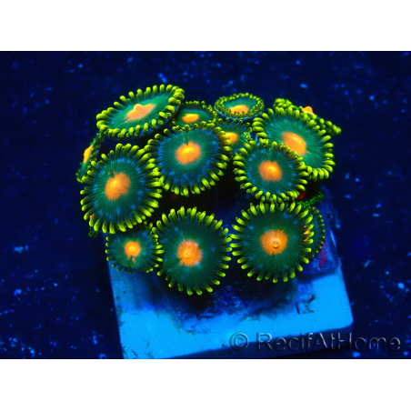 WYSIWYG - ZoanthusMariculture Indo Acclimaté sous led