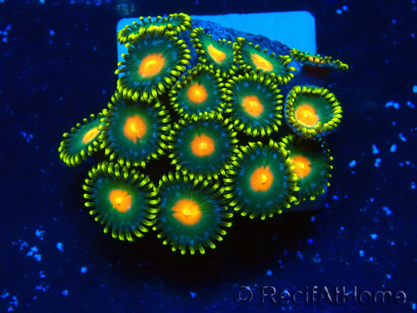 WYSIWYG - ZoanthusMariculture Indo Acclimaté sous led