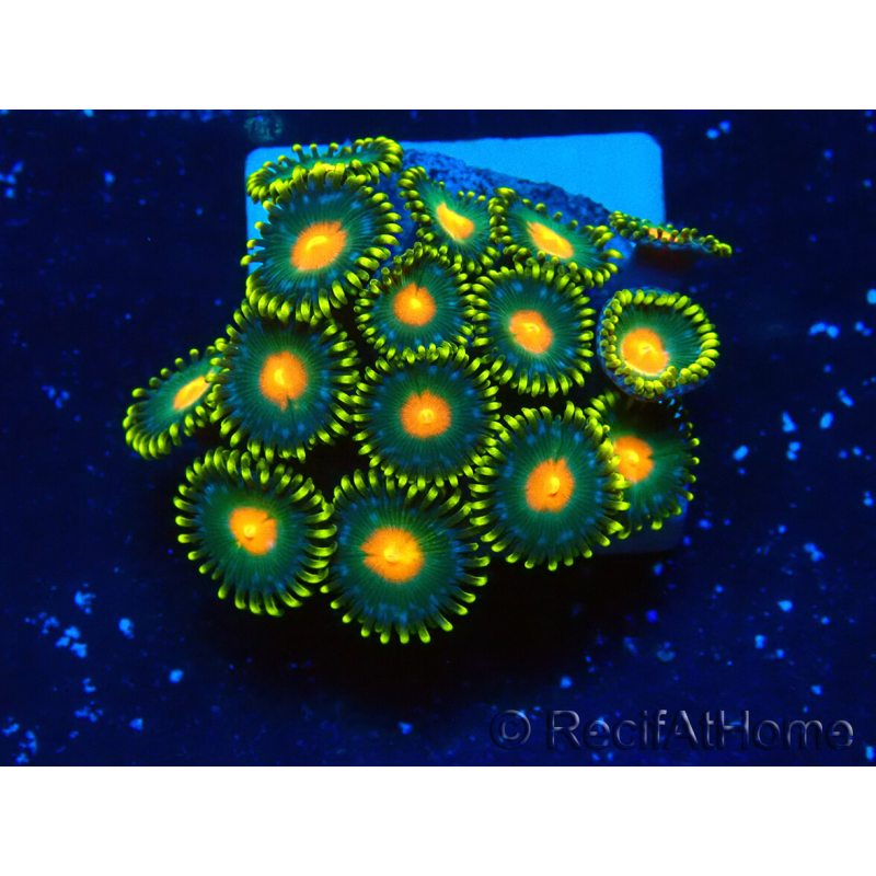 WYSIWYG - ZoanthusMaricoltura Indo Acclimatato sotto led