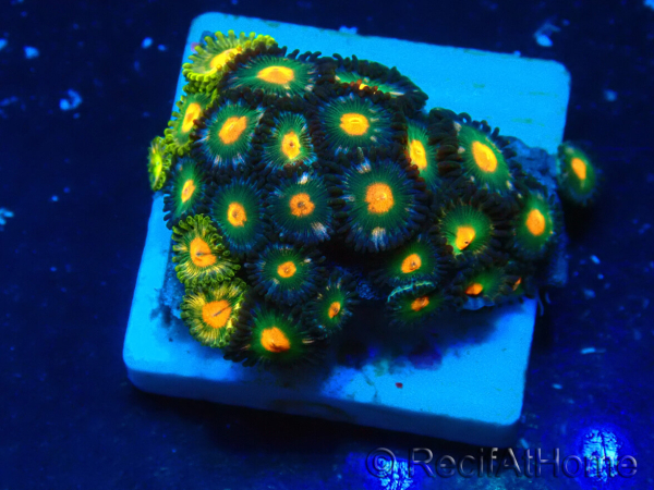 WYSIWYG - ZoanthusMaricoltura Indo Acclimatato sotto led