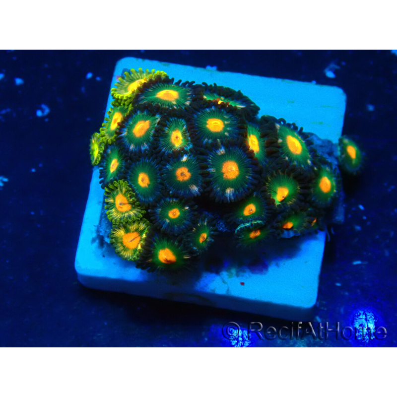 WYSIWYG - ZoanthusMariculture Indo Acclimated under LED