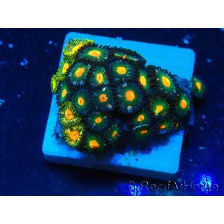 WYSIWYG - ZoanthusMaricultura Indo Aclimatado bajo led
