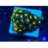 WYSIWYG - ZoanthusMaricultura Indo Aclimatado bajo led