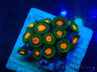 WYSIWYG - Zoanthus 14R6 Mariculture Indo Acclimaté sous led