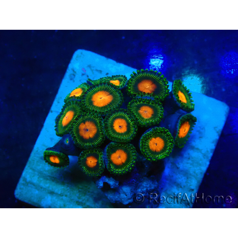 WYSIWYG - ZoanthusMaricoltura Indo Acclimatato sotto LED