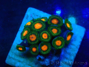 WYSIWYG - ZoanthusMariculture Indo Acclimated under LED