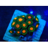 WYSIWYG - ZoanthusMariculture Indo Acclimaté sous led