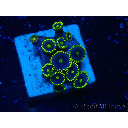 WYSIWYG - Zoanthus 14S1 Mariculture Indo Acclimaté sous led