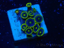 WYSIWYG - Zoanthus Mariculture Indo Acclimaté sous led