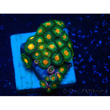 WYSIWYG - ZoanthusMaricoltura Indo Acclimatato sotto led