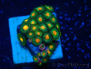 WYSIWYG - ZoanthusMaricoltura Indo Acclimatato sotto led