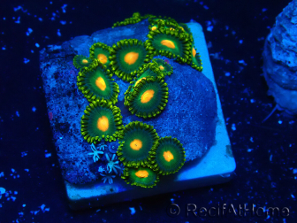 WYSIWYG - ZoanthusMaricultura Indo Aclimatado bajo LED