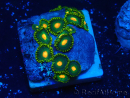 WYSIWYG - ZoanthusMarikultur Indo Eingewöhnt unter LED