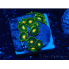 WYSIWYG - Zoanthus 14S3 Mariculture Indo Acclimaté sous led