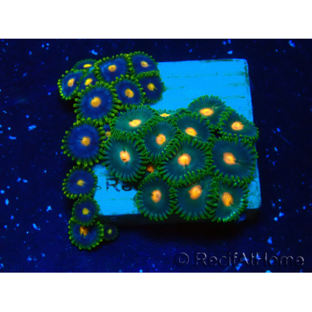 WYSIWYG - ZoanthusMaricultura Indo Aclimatado bajo led