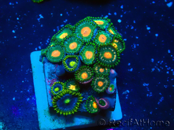WYSIWYG - ZoanthusMariculture Indo Acclimated under LED
