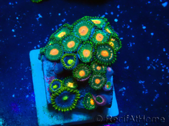 WYSIWYG - ZoanthusMaricoltura Indo Acclimatato sotto led